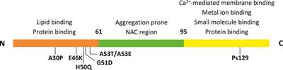 α-Synuclein: An All-Inclusive Trip Around its Structure, Influencing Factors and Applied Techniques